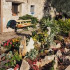 Jardin de cactus et rocailles