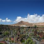 Jardín de Cactus