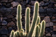 Jardin de Cactus I