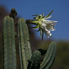 Jardin de Cactus II