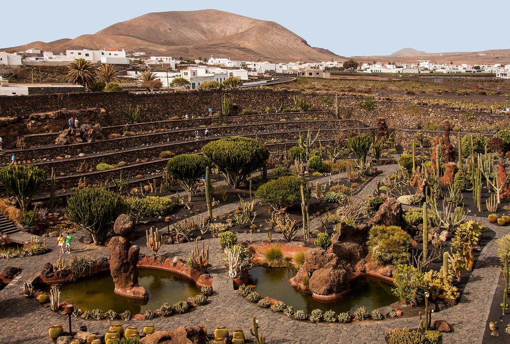 Jardin de Cactus II