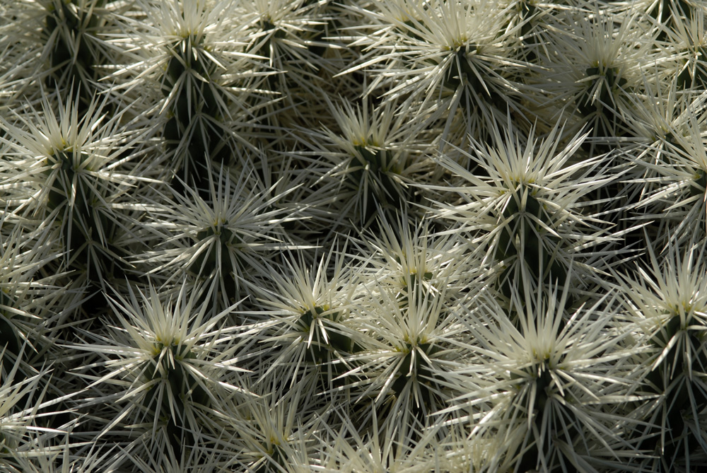 Jardin de Cactus - Invasion der weißen Kakteen