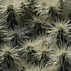 Jardin de Cactus - Invasion der weißen Kakteen