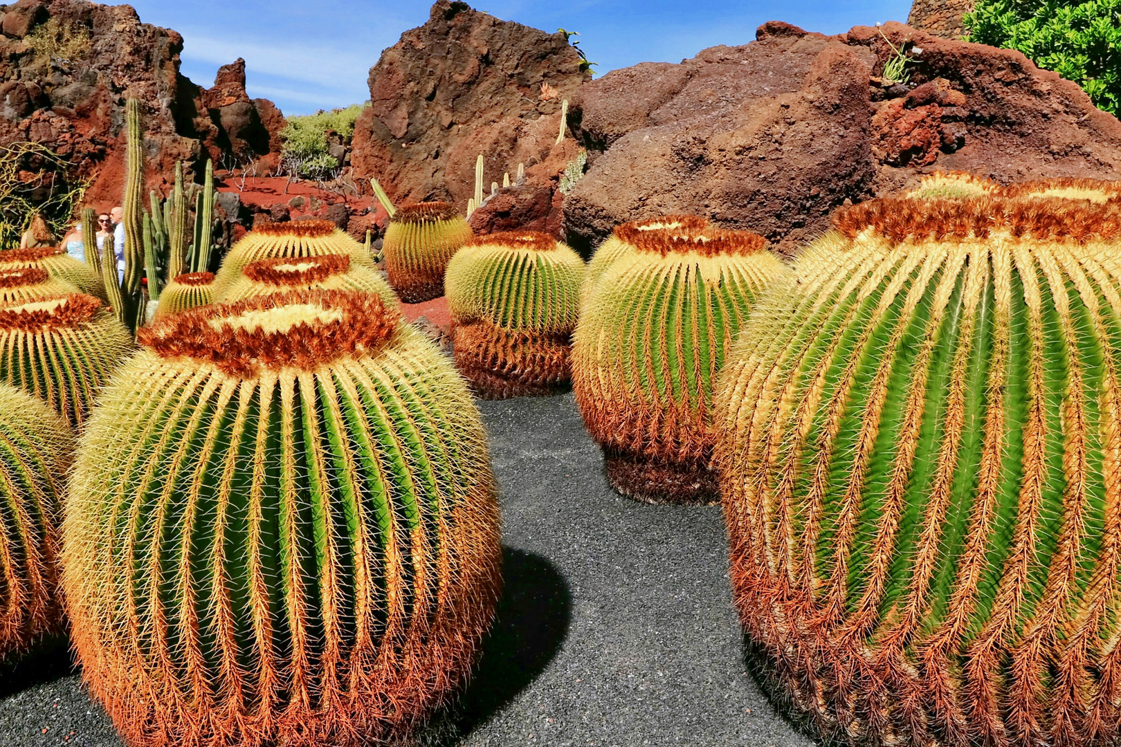 Jardín de Cactus  -  Kakteengarten