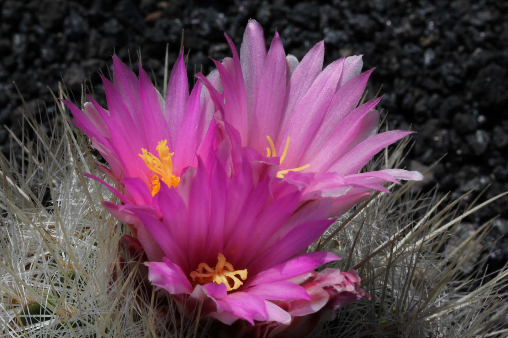 Jardin de Cactus / Kaktusgarten 1