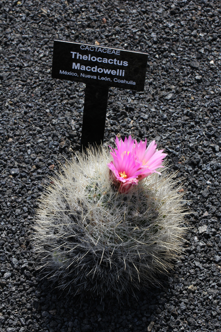 Jardin de Cactus / Kaktusgarten