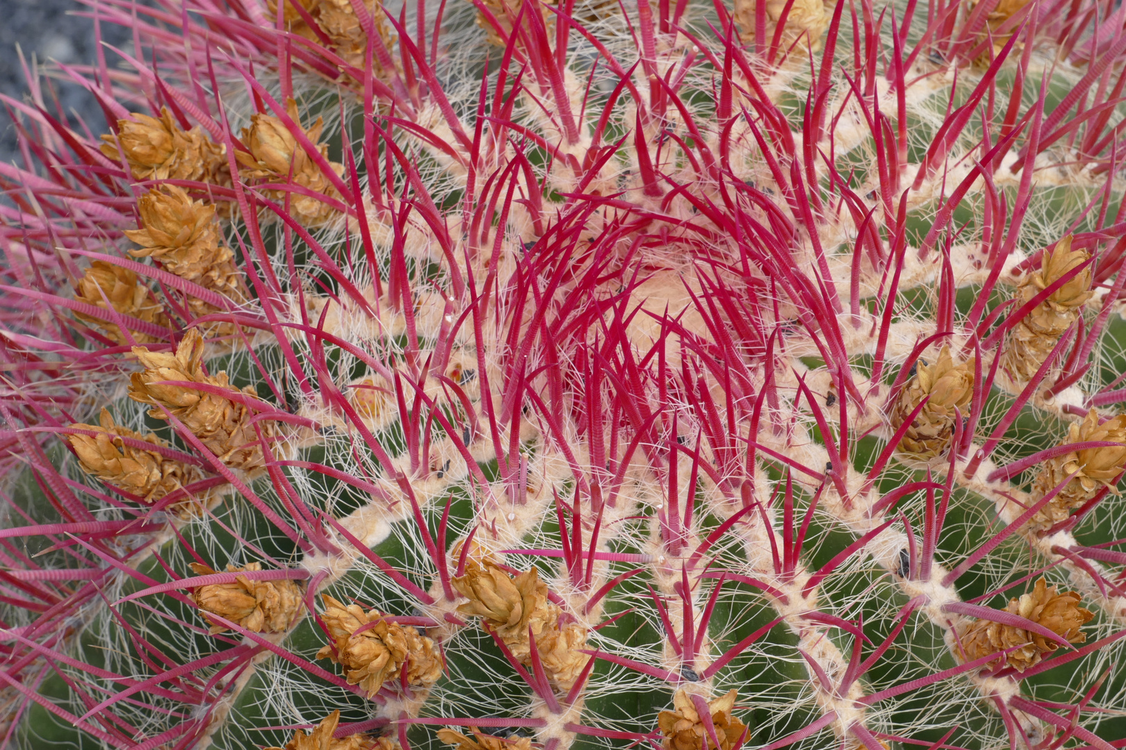 Jardin de cactus, Lanzarote 