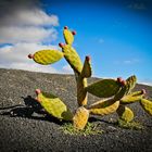 Jardin de Cactus, Lanzarote