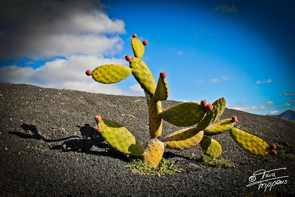 Jardin de Cactus, Lanzarote