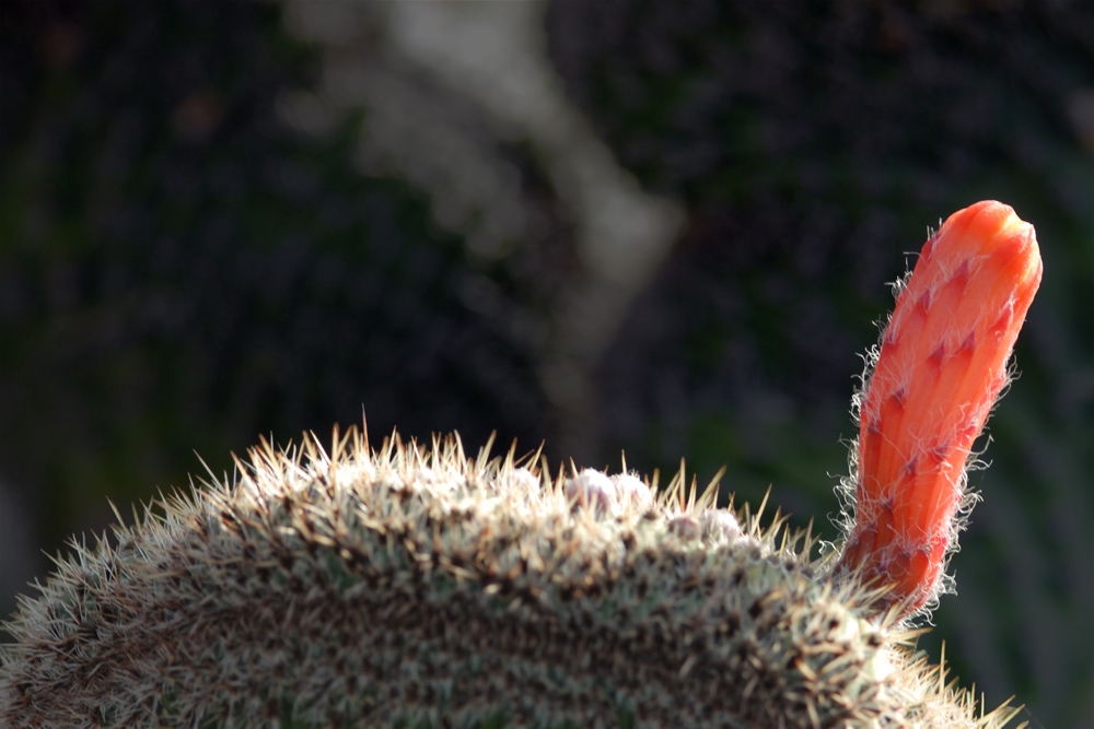 Jardin de Cactus - lonely