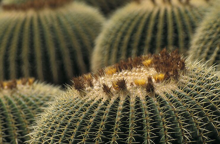 Jardin de Cactus oder:  sind ueberhaupt so viele Schwiegermuetter hier ?