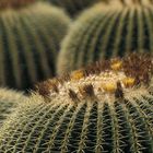 Jardin de Cactus oder:  sind ueberhaupt so viele Schwiegermuetter hier ?