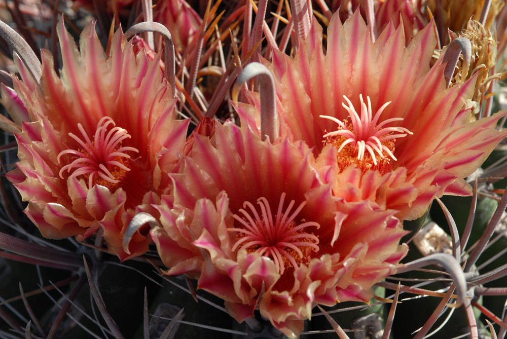 Jardin de Cactus - rote Blüten