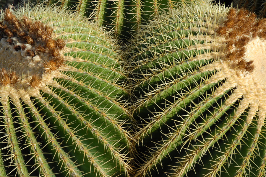 Jardin de Cactus zwischen 2 Stühlen