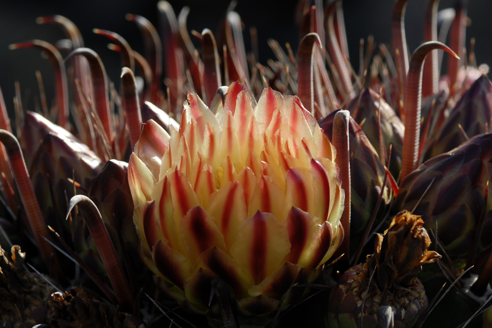 Jardin de Cactus - zwischen Stacheln