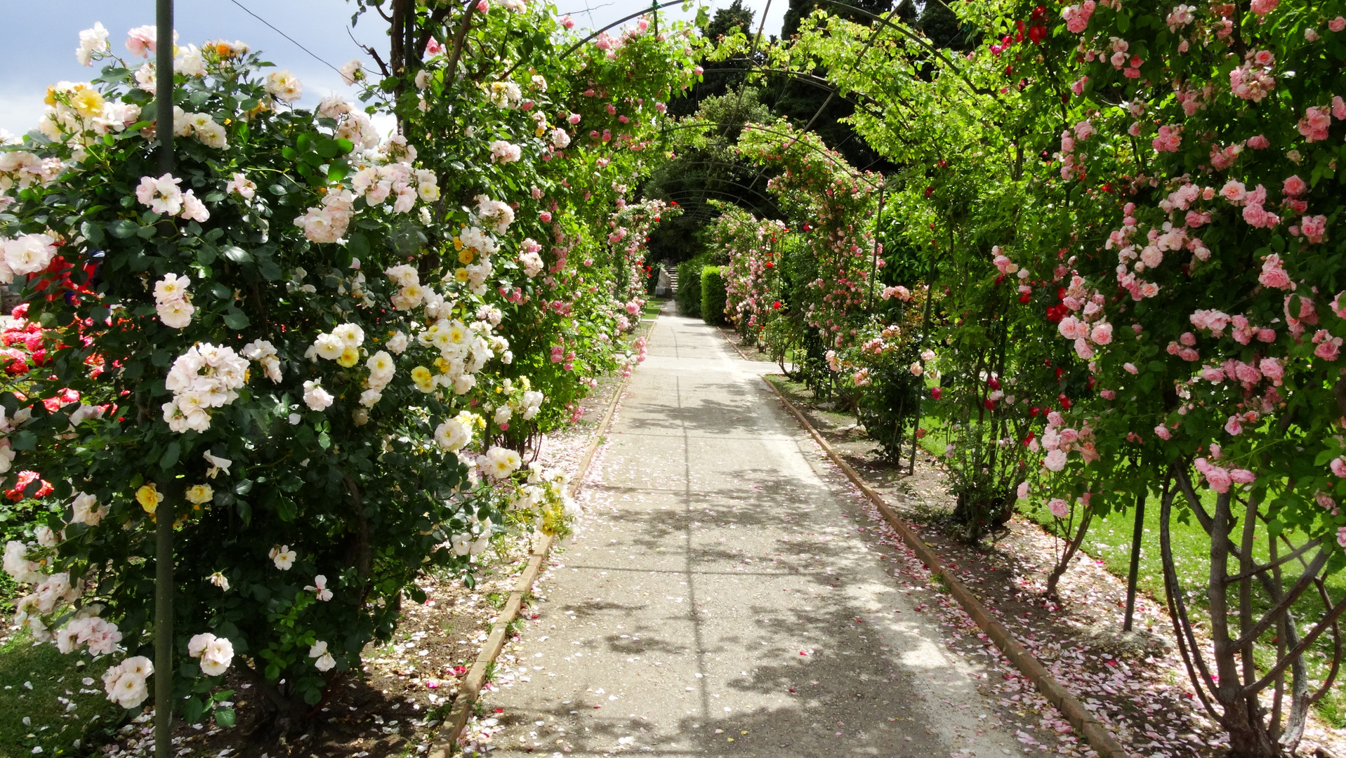 Jardin de Cimiez (NICE) - Cimiez Garten (NICE)