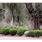 Jardin de devant