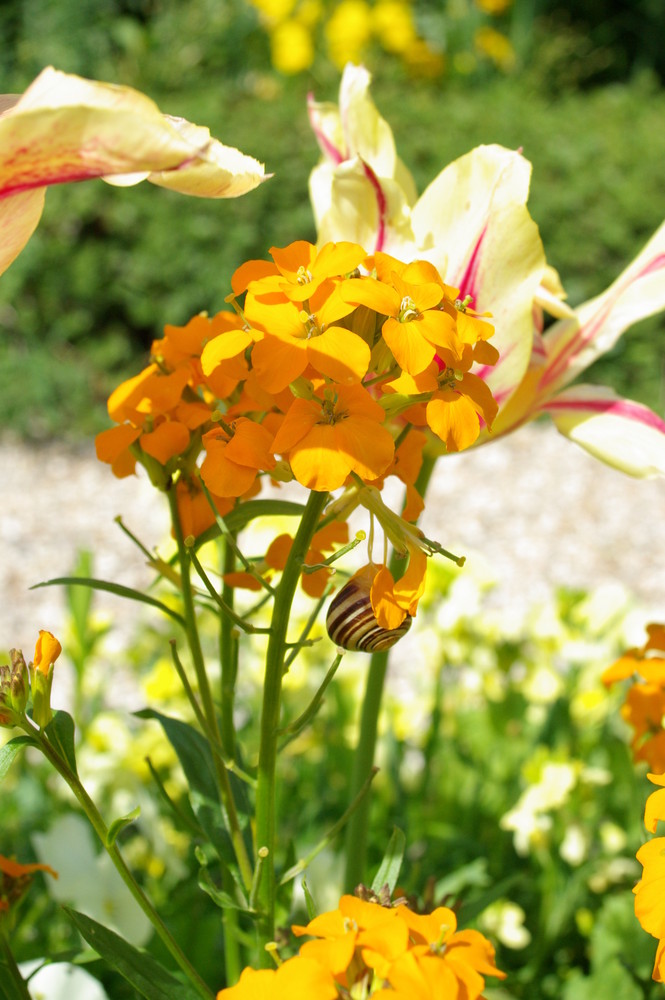 jardin de Giverny