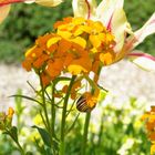 jardin de Giverny