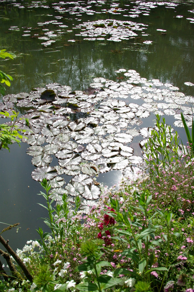 jardin de Giverny