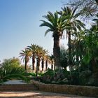 jardin de Hammam Bou Hadjar (algérie)