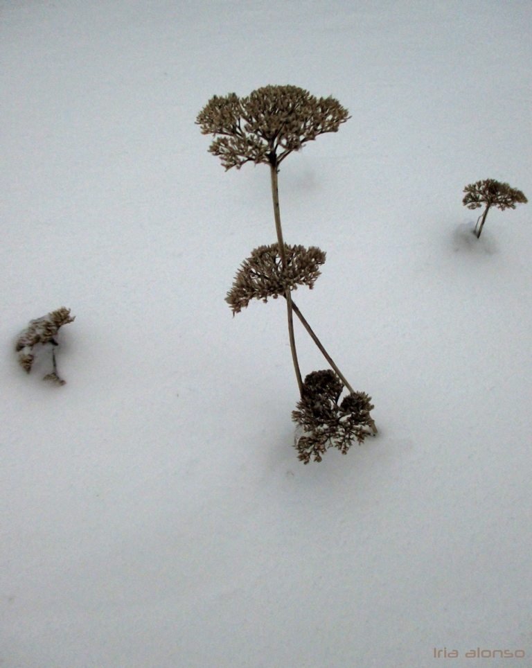 Jardín de invierno