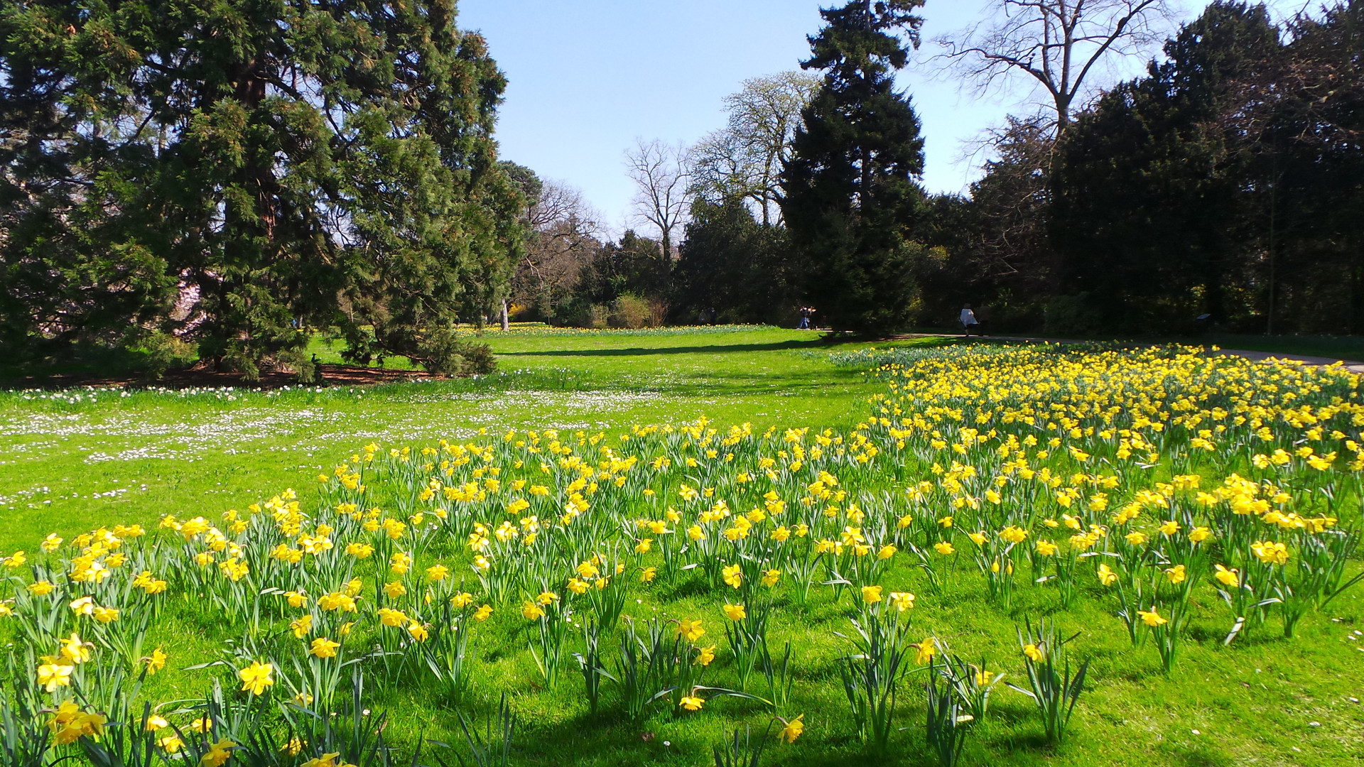 jardin de jonquilles