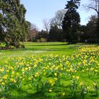 jardin de jonquilles