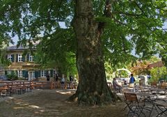 Jardin-de-la-brasserie - Atelier R - 21 - 2016