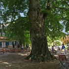 Jardin de la Brasserie Riegele  --  Augsburg  --  Riegele Biergarten