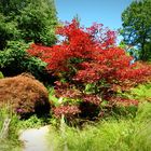 jardin de la foltière