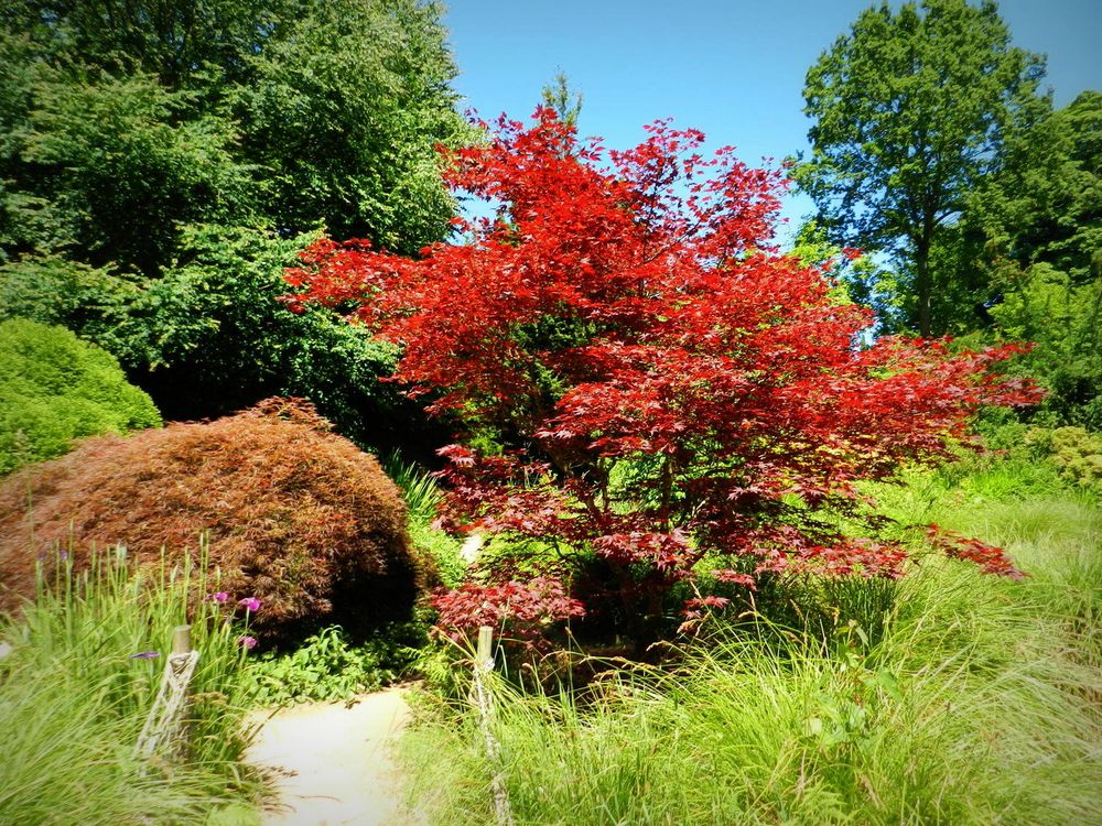 jardin de la foltière