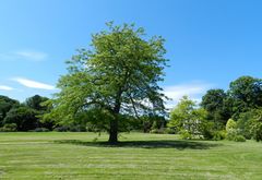 jardin de la foltière