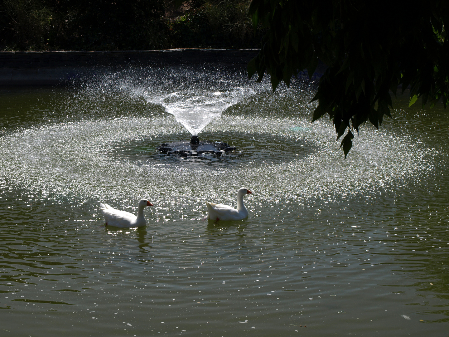 Jardin de los cisnes