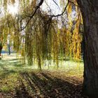 jardin de Lumière........