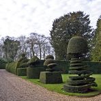 Jardin de Madingley Hall aux ifs taillés - Cambridge 