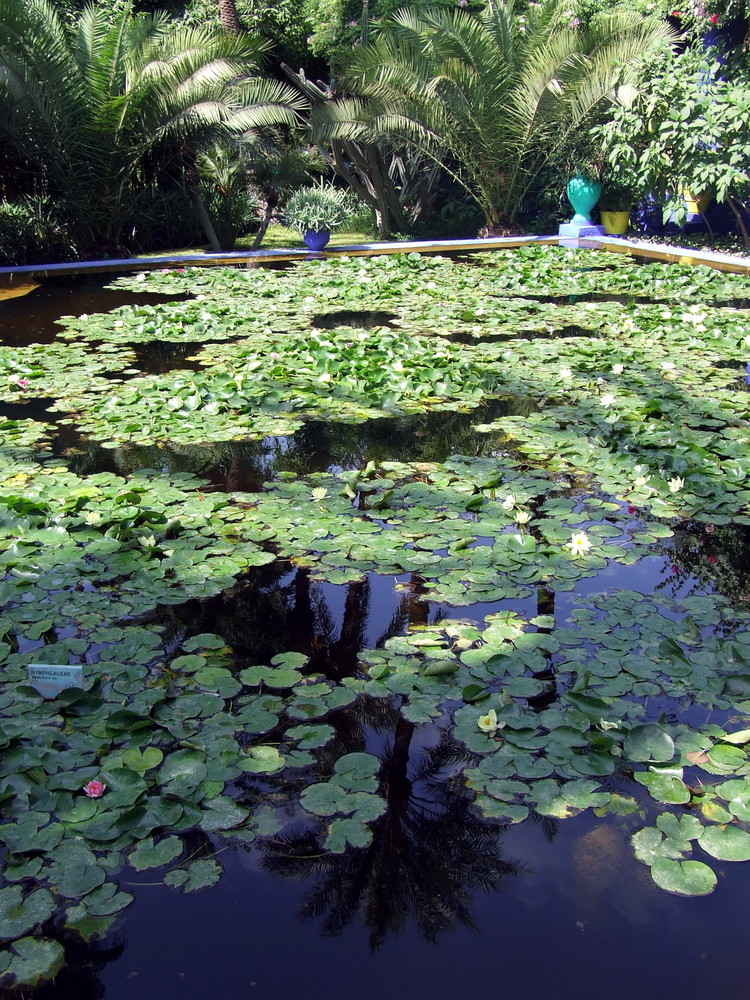 jardin de majorelle 1