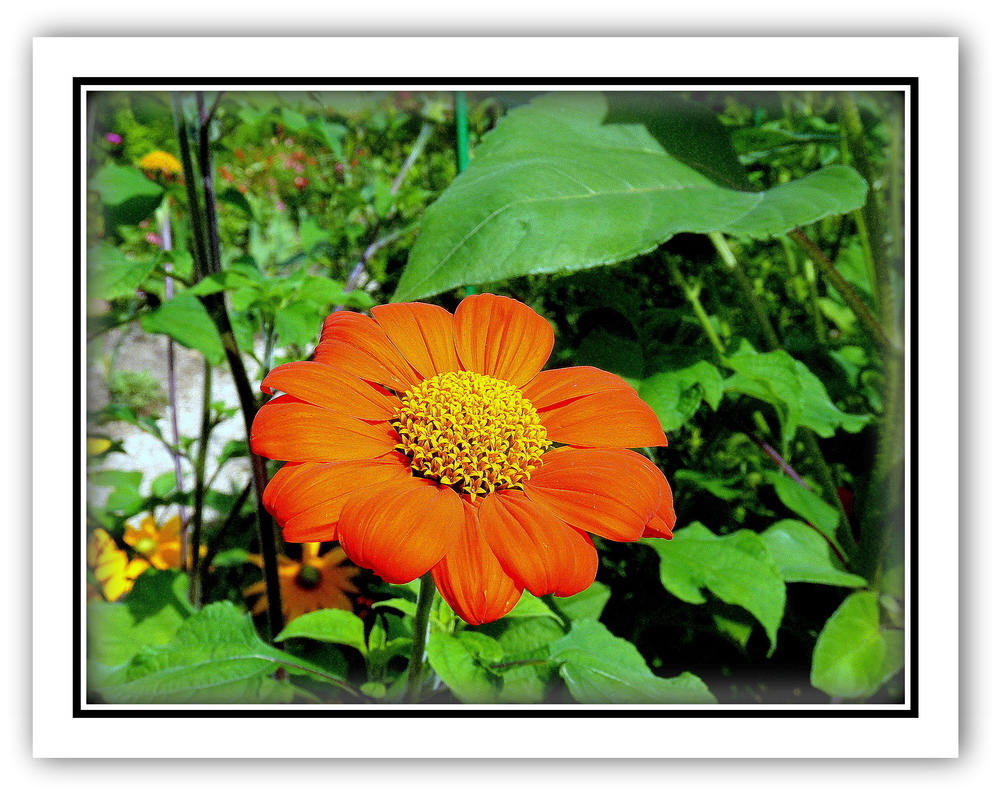 JARDIN de MONET