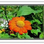 JARDIN de MONET