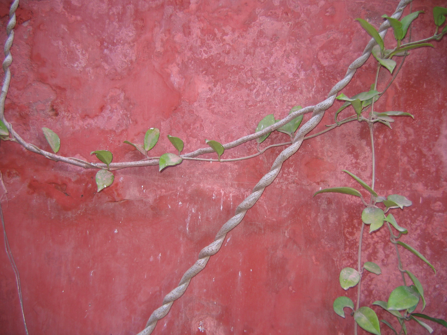 Jardin de mur (2)