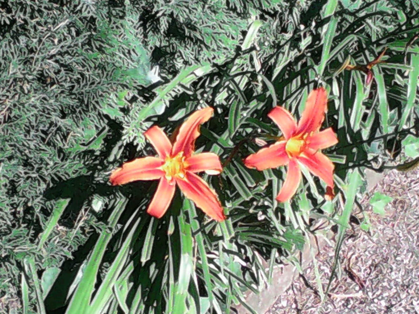 jardin de Santa Clotilde