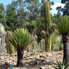 jardin de yuccas