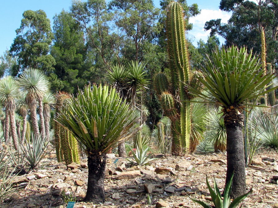 jardin de yuccas