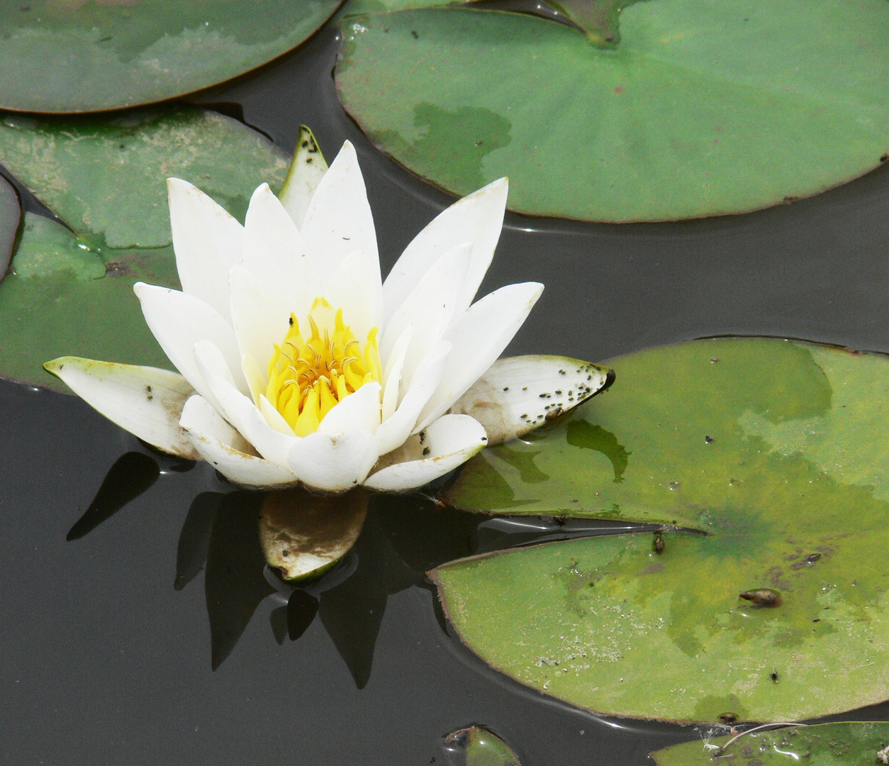 jardin d'eau