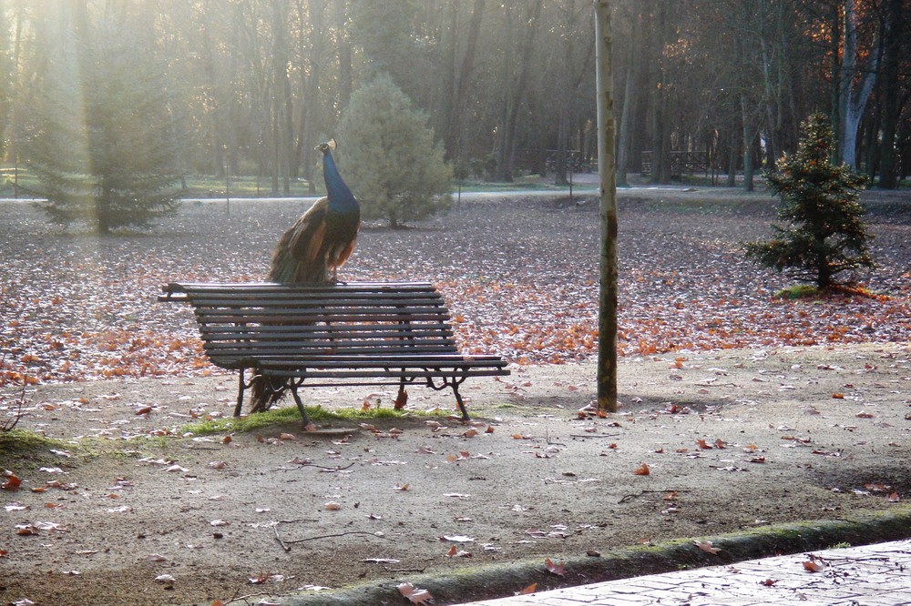 Jardin del Principe Aranjuez (Madrid)