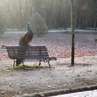 Jardin del Principe Aranjuez (Madrid)