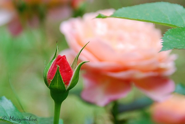 jardin d'enfance