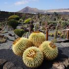 Jardin des cactus sur l'île de Lanzarote