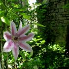 Jardin des Faïenciers...