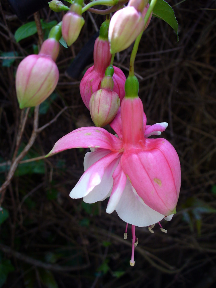 jardin des fleurs